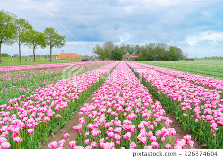Dutch pink tulip fields in sunny day 126374604
