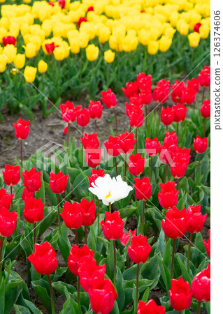 Dutch yellow tulip fields in sunny day Dutch yellow tulip fields in sunny day 126374606