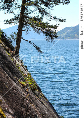 Spruce Tree Growing On An Oceanside Bluff 126374617