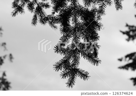 Looking Up At A Spruce Branch 126374624