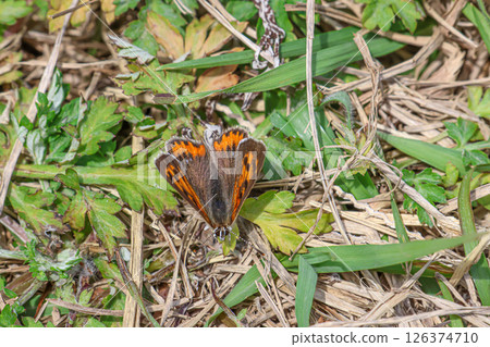 岐阜蝴蝶展翅 126374710