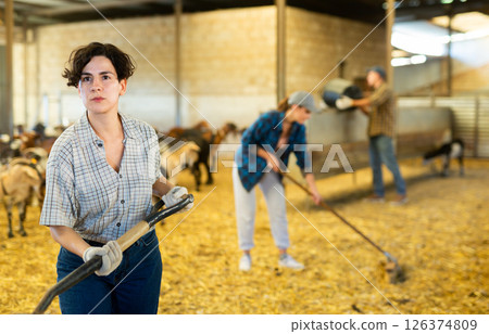 Portrait of focused busy Latin female employee working with hay and straw in barn on goat livestock farm 126374809