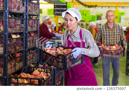 Woman and man loading peaches 126375007