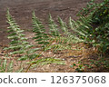 A Frond Of Common Bracken 126375068