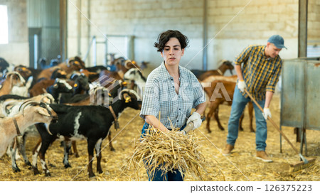 Hispanic female worker of livestock farm cleaning goat stall 126375223