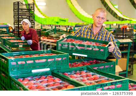 Portrait of man working on sorting line at fruit warehouse, stacking boxes with selected peaches 126375399