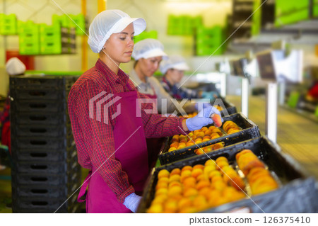 Women workers soring peaches 126375410