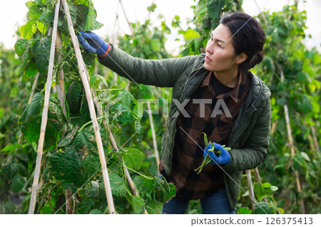 Woman harvesting kidney beans on plantation Woman harvesting kidney beans on plantation 126375413