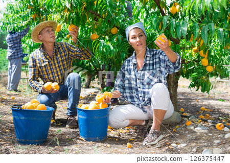 Woman and man picking yellow peaches Woman and man picking yellow peaches 126375447