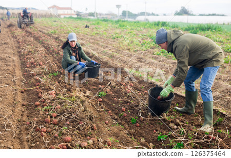Couple of professional farmers harvesting potatoes Couple of professional farmers harvesting potatoes 126375464