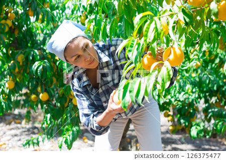 Asian woman gathering harvest of ripe peaches in orchard Asian woman gathering harvest of ripe peaches in orchard 126375477