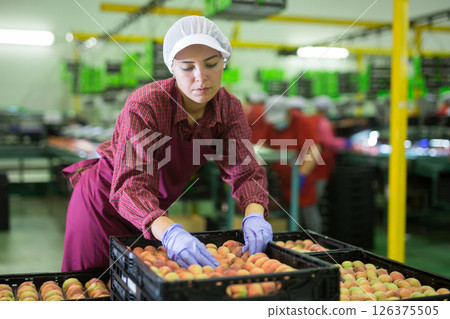 Woman worker packaging peaches Woman worker packaging peaches 126375505