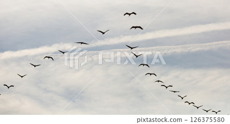 Flock of cranes flying in sky 126375580