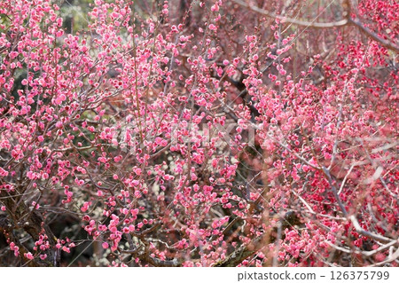 Cute plum blossoms, winter red 126375799