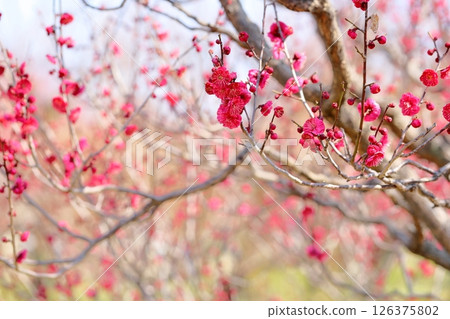 Vivid plum blossoms Kagoshima Beni 126375802