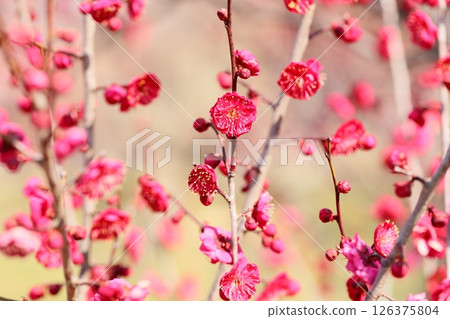 鮮豔的梅花 鹿兒島紅 126375804