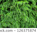 Eastern White Cedar Hedging Background 126375874