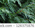 Eastern White Cedar Hedging Background 126375876