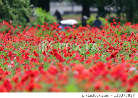Shirley poppy flowers (Akebonoyama Agricultural Park, Chiba Prefecture) Shirley poppy flowers (Akebonoyama Agricultural Park, Chiba Prefecture) 126375937