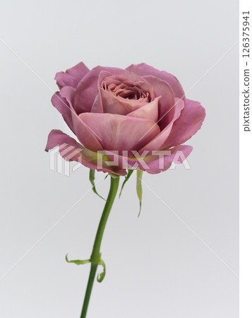 白色背景前的暗粉色玫瑰花[玫瑰] 126375941