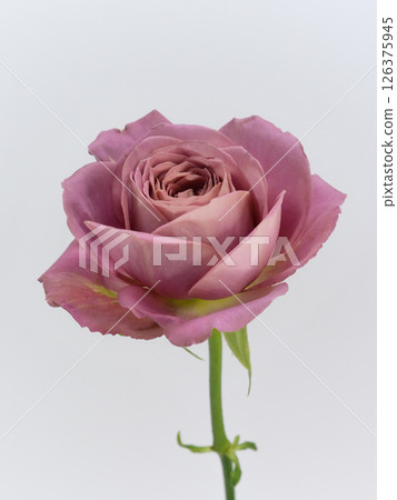 白色背景前的暗粉色玫瑰花[玫瑰] 126375945