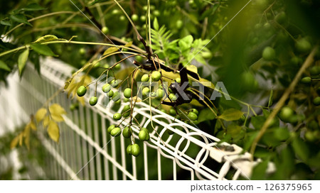 Fence 126375965