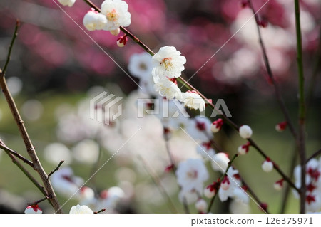 白梅花八重街道 126375971