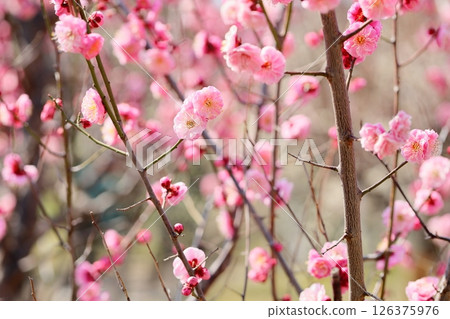 Cute plum blossoms, Hasukyu Cute plum blossoms, Hasukyu 126375976