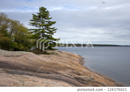 Bent pine tree at Georgian Bay. Killbear Provincial Park, Canada. 126376021