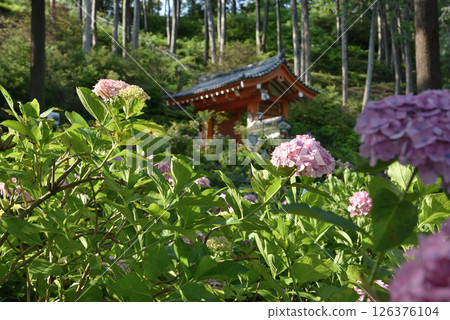 Pink hydrangeas in the Hydrangea Garden at Mimuroto Temple (Uji City, Kyoto Prefecture) 126376104