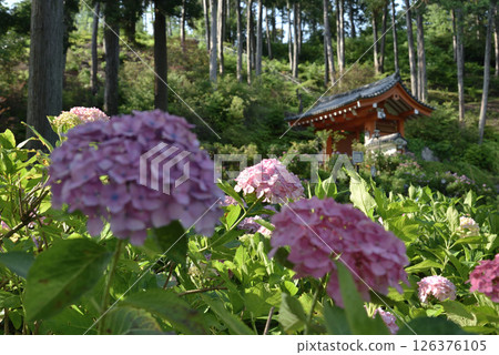 Pink hydrangeas in the Hydrangea Garden at Mimuroto Temple (Uji City, Kyoto Prefecture) 126376105