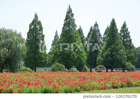 Shirley poppy flowers (Akebonoyama Agricultural Park, Chiba Prefecture) Shirley poppy flowers (Akebonoyama Agricultural Park, Chiba Prefecture) 126376270