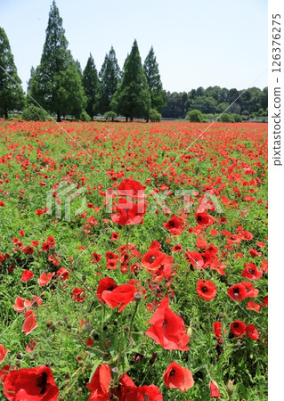 Shirley poppy flowers (Akebonoyama Agricultural Park, Chiba Prefecture) 126376275