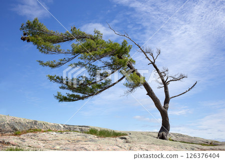 Bent pine tree at Georgian Bay. Killbear Provincial Park, Canada. 126376404