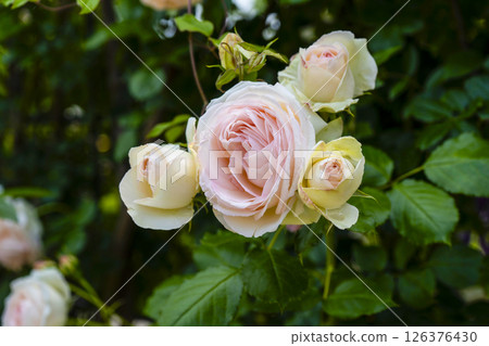 Rose (Bellweed) 126376430