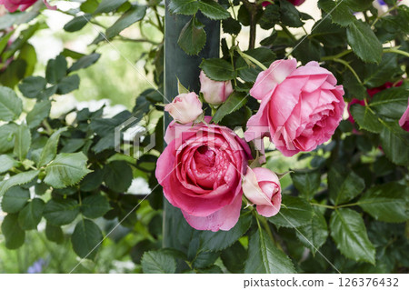 Rose (RuPaul Romantique) 126376432