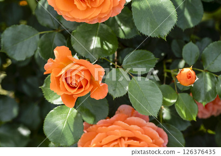 Roses at Hamamatsu Flower Park 126376435