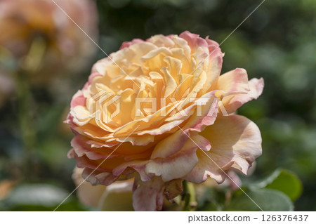 Roses at Hamamatsu Flower Park 126376437