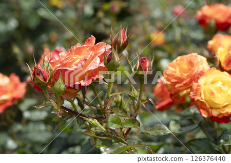 濱松花卉公園的玫瑰 濱松花卉公園的玫瑰 126376440