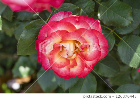 濱松花卉公園的玫瑰 濱松花卉公園的玫瑰 126376443