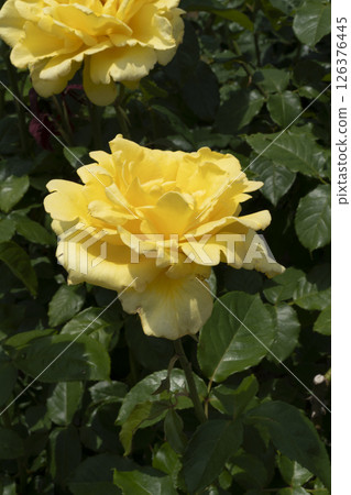 濱松花卉公園的玫瑰 濱松花卉公園的玫瑰 126376445