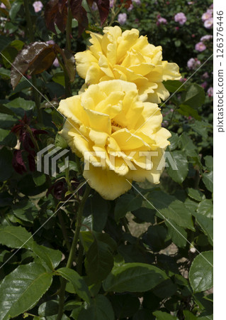 濱松花卉公園的玫瑰 126376446