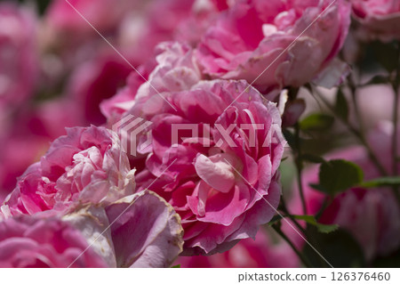 濱松花卉公園的玫瑰 126376460