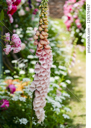 毛地黃（濱松花卉公園） 126376467
