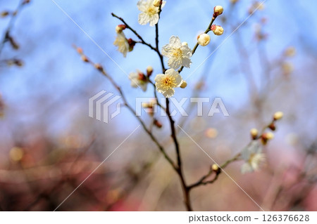 有肌肉的梅花 有肌肉的梅花 126376628
