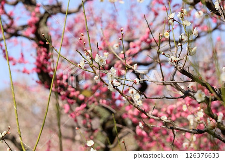 Refreshing white plum blossoms, single wild plum 126376633