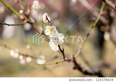 Refreshing white plum blossoms, single wild plum 126376634