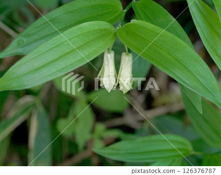 初夏開花，番紅花科番紅花屬的白色管狀花 126376787
