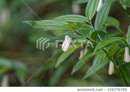 初夏開花，番紅花科番紅花屬的白色管狀花 126376788