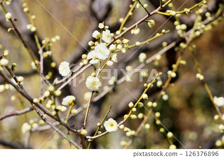 Plum blossoms, double-petaled Plum blossoms, double-petaled 126376896